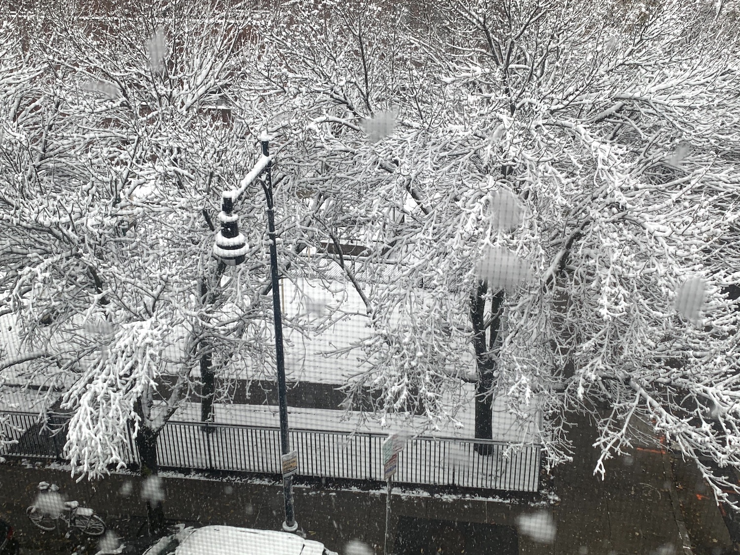 The empty branches outside my boyfriend's window are dusted with snow. This view feels like domestic bliss.
