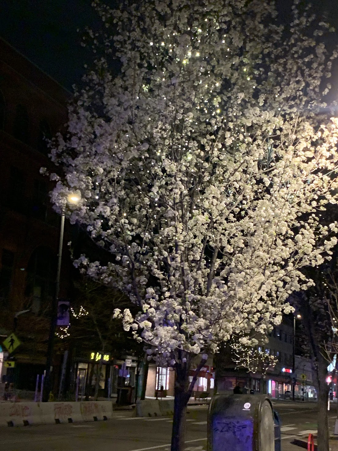 Mass Ave as I remember it at night, lights shining on flowered trees.