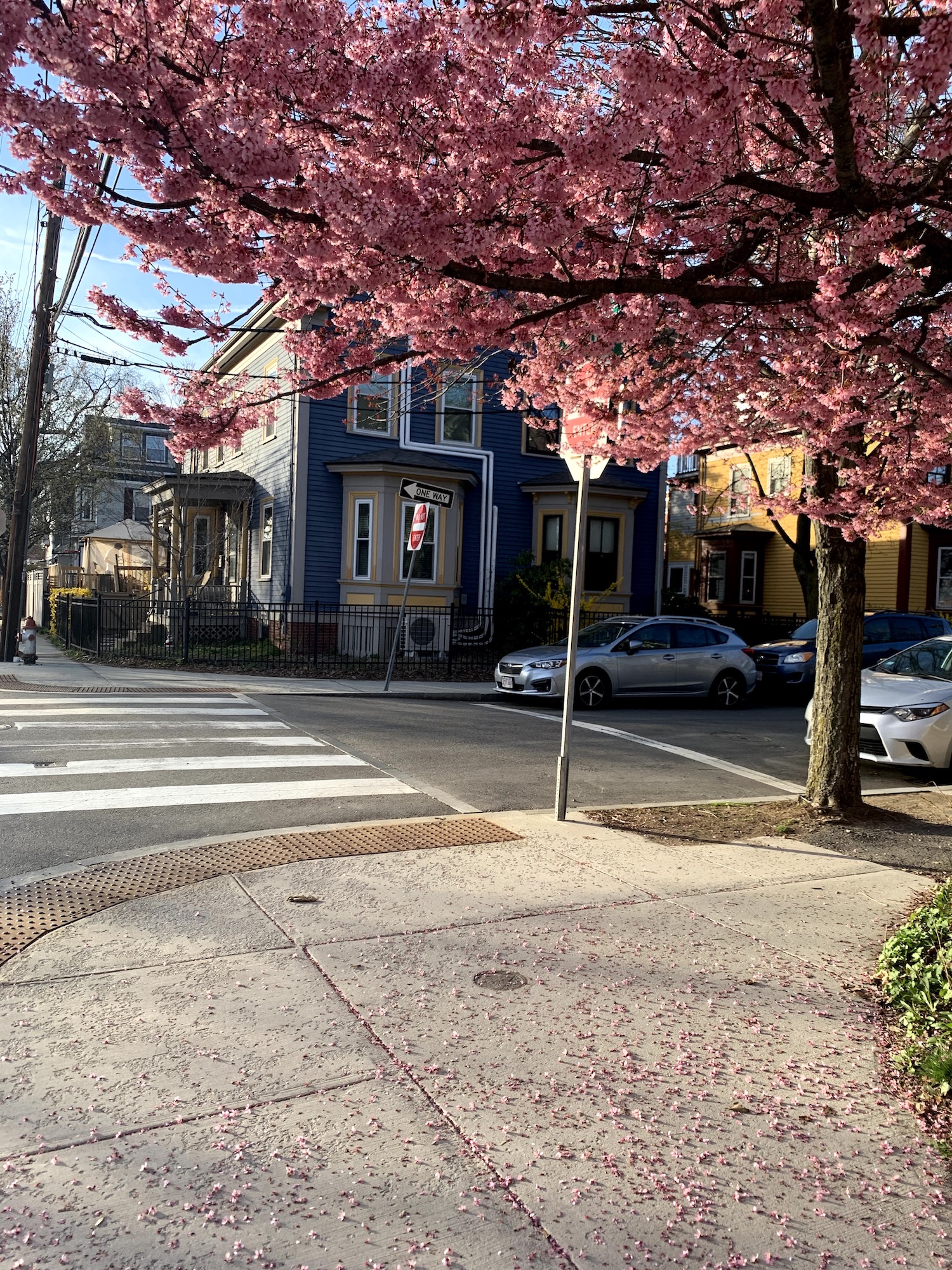 The pink cherry blossom tree dropping blooms onto a cozy Cambridge street corner.