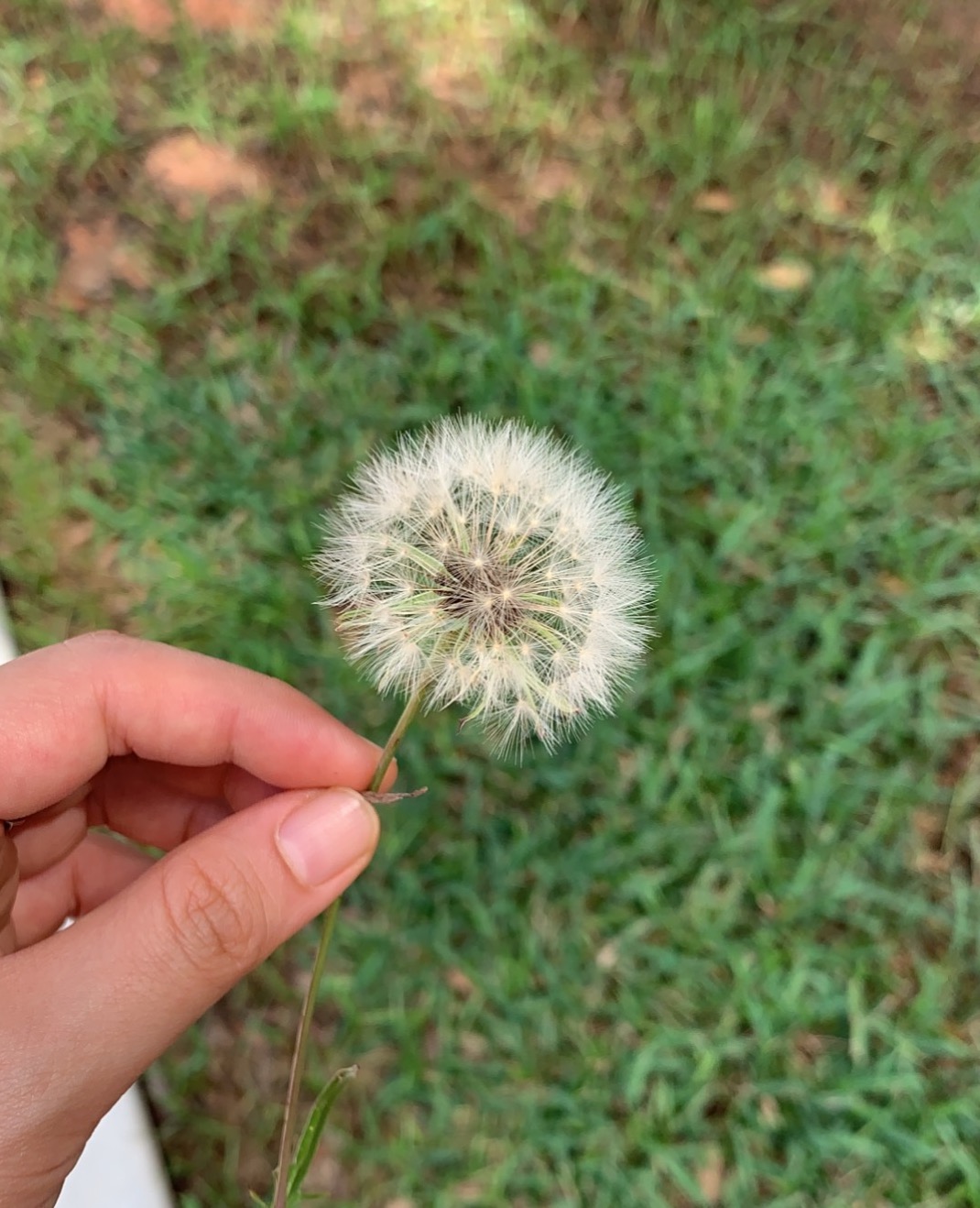 A dandelion puff. Make a wish!