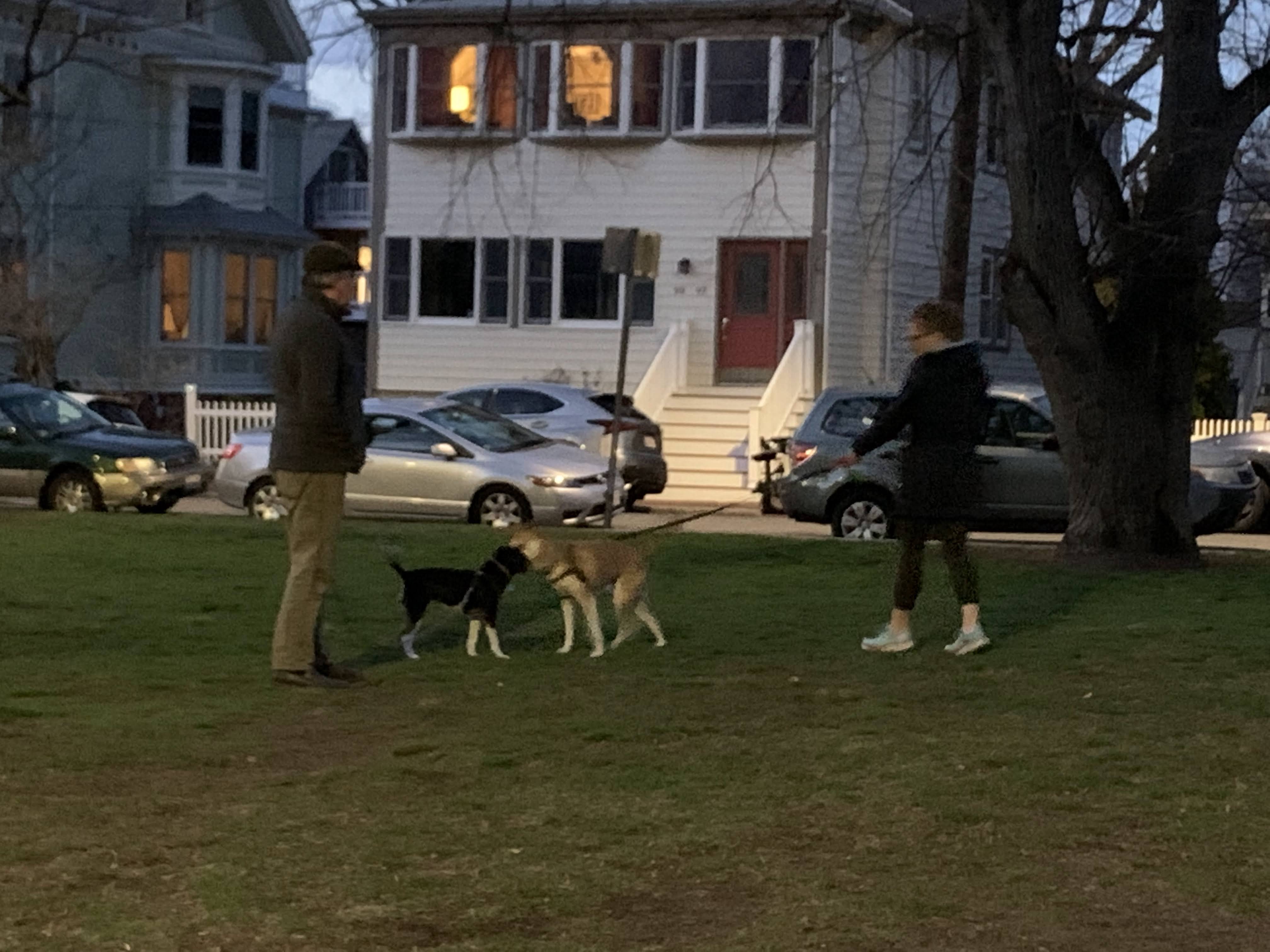 Two doggo strangers becoming friends in a park at dusk.