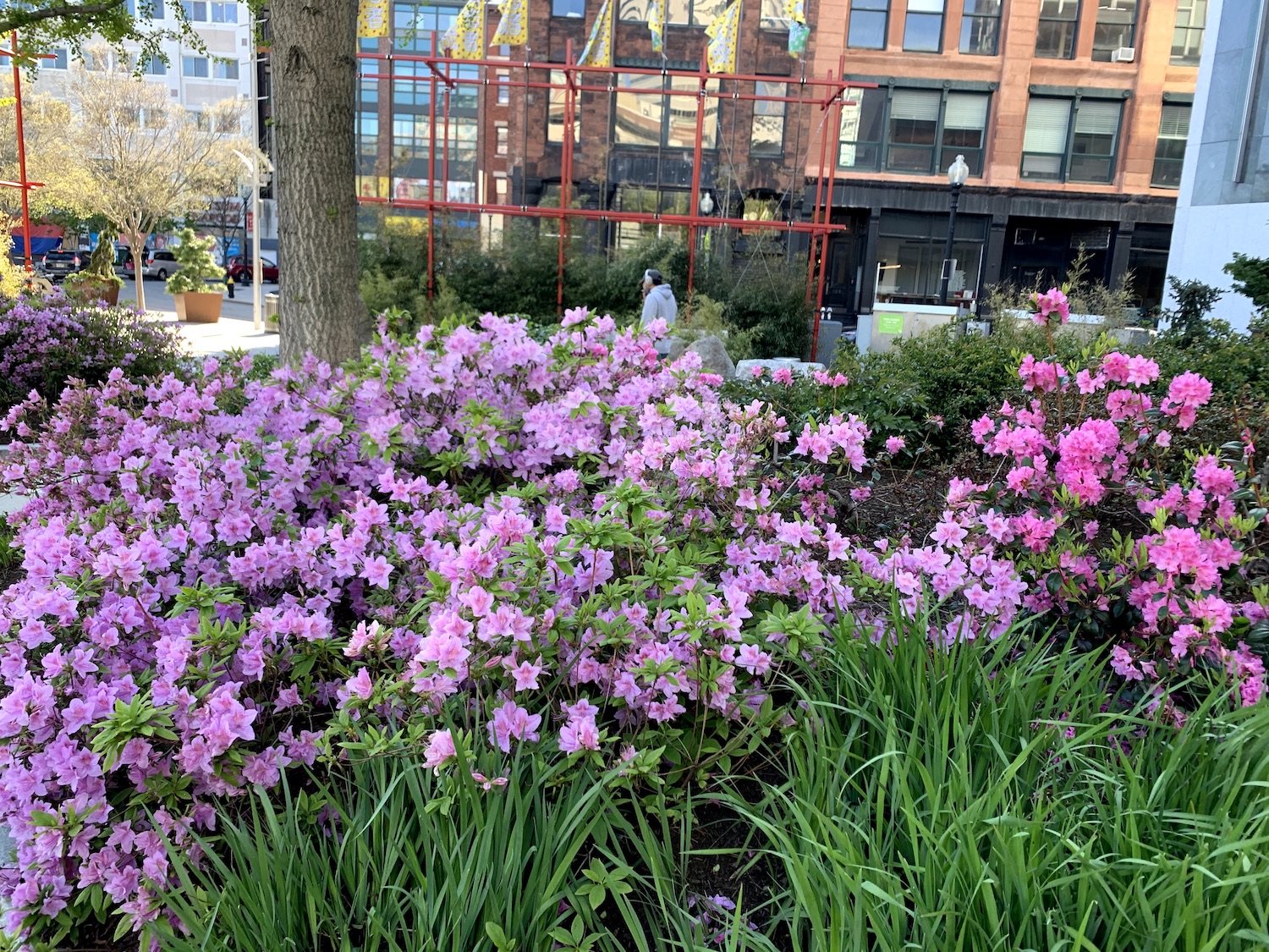 Abundant flowers on the side of the street.