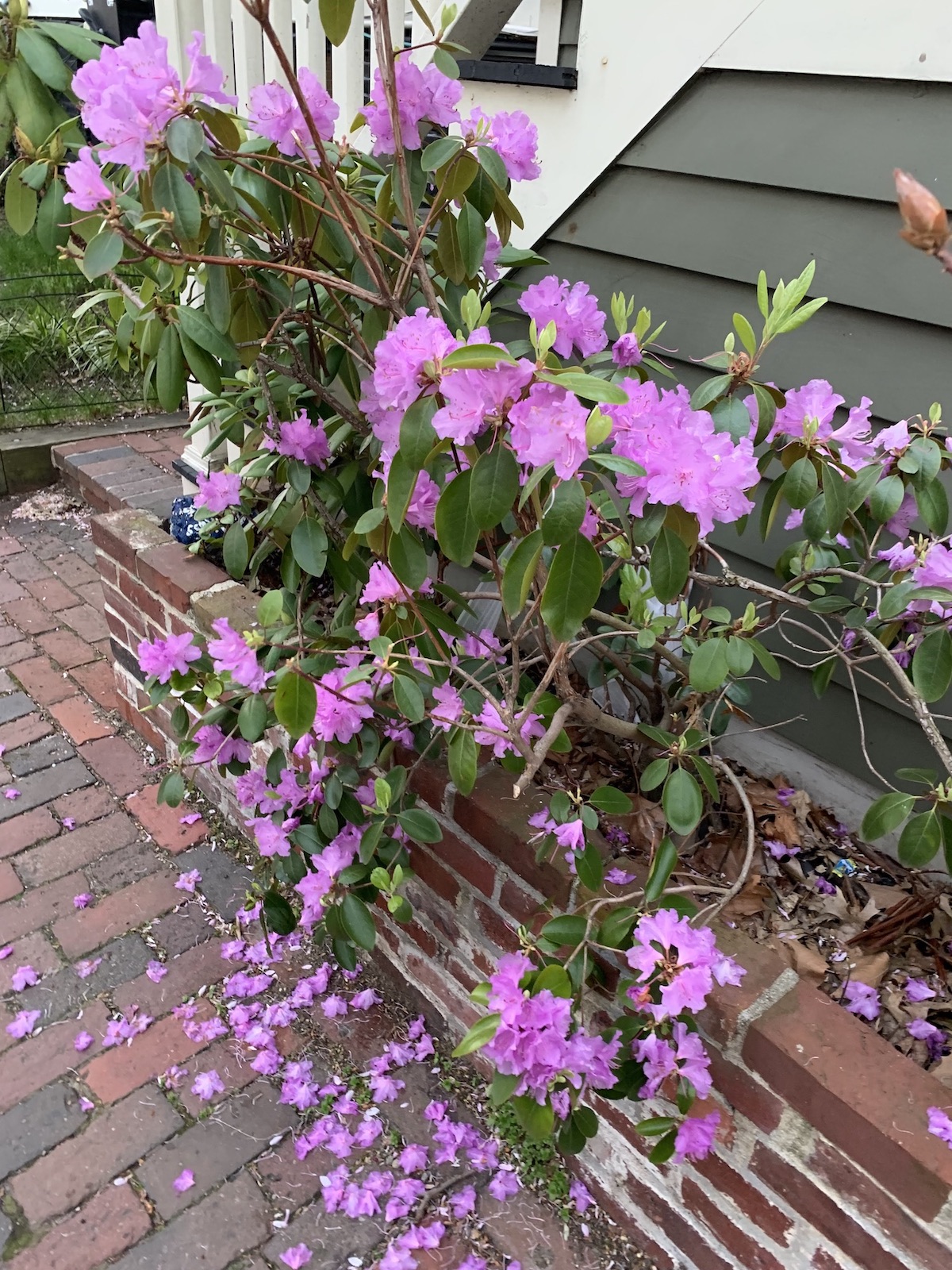 Pink touch me nots begin to fall from the bush.