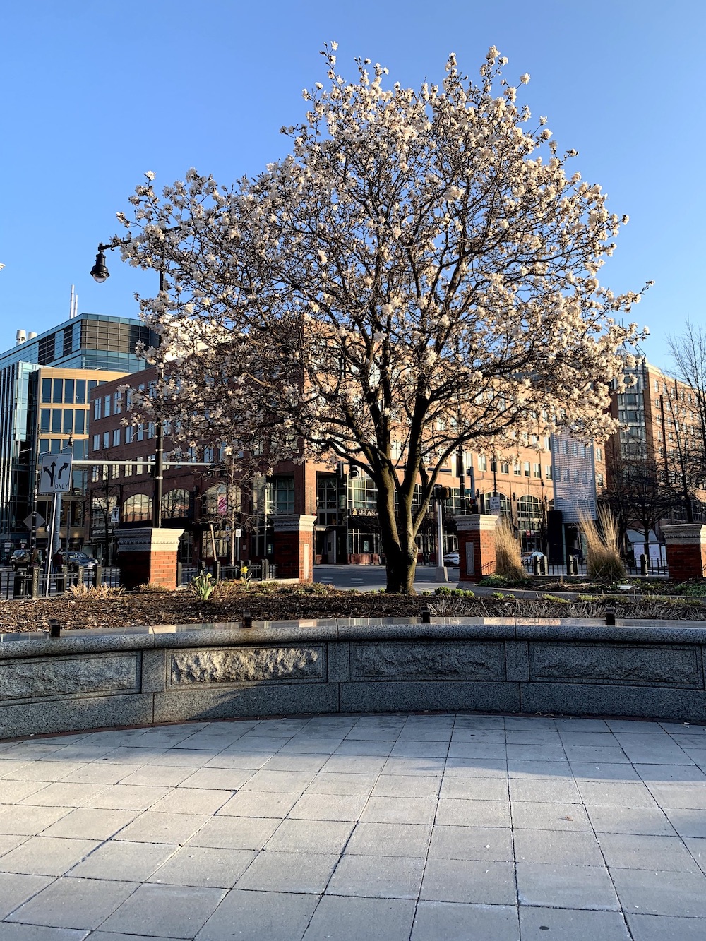 The tree in front of Market Central stands tall with its spring blossoms.