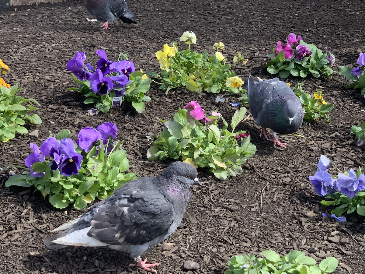 Pigeons looking absolutely lovely amongst colorful flowers.