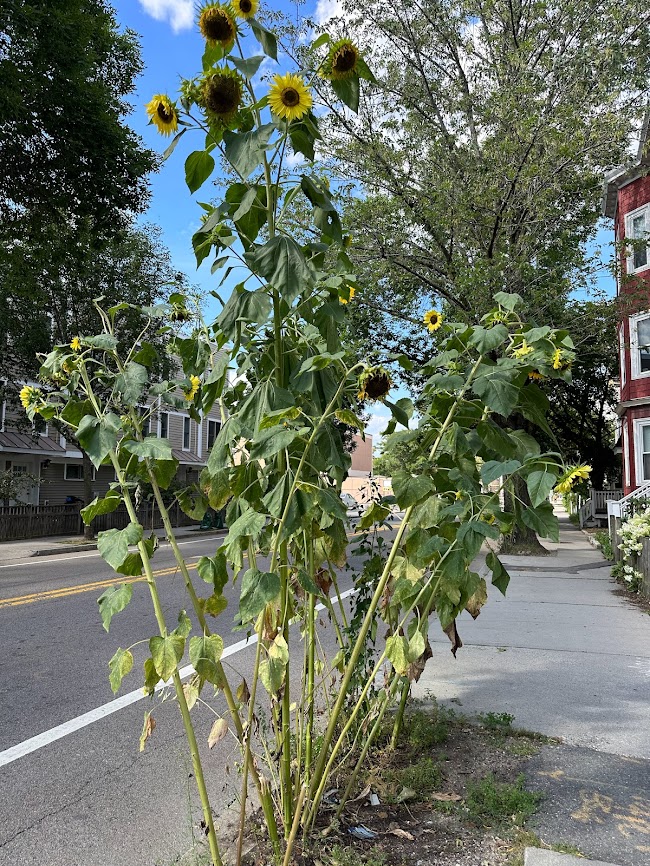 Stalks of sunflowers on Prospect Street. They popped up one day in the Summer, as if by magic.