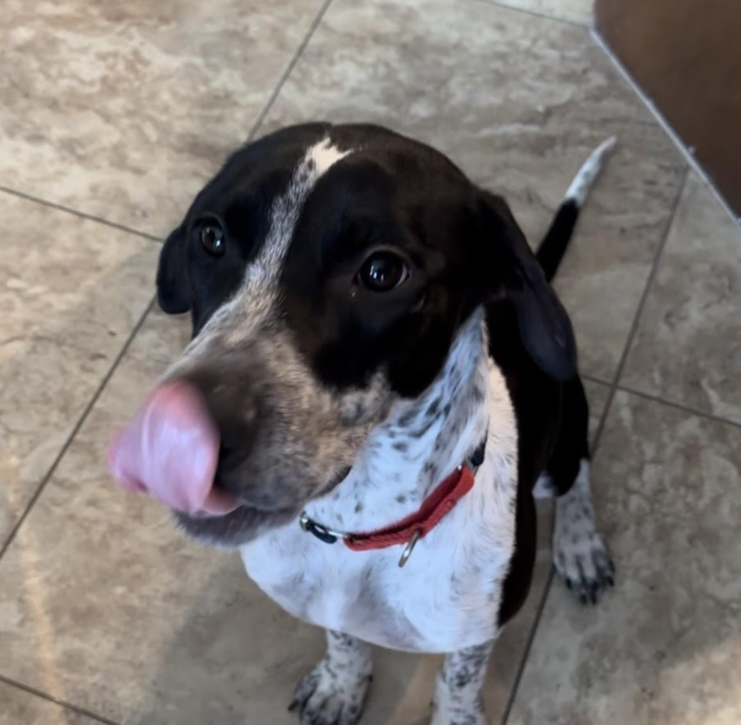 the cutest black labrador mix licking her own nose