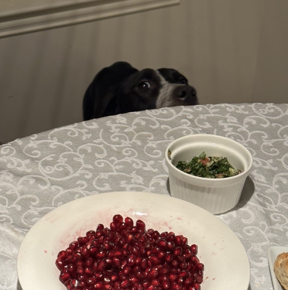 the top of Navi's head peeking over the dinner table eyeing the pomegranates