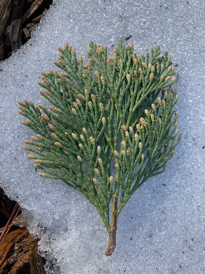 plant